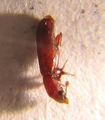 Lyctus