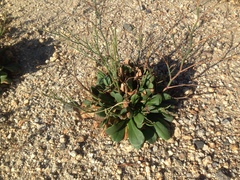 Limonium duriusculum
