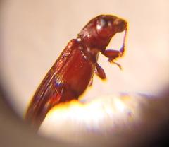 Lyctus