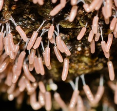 Stemonitopsis typhina