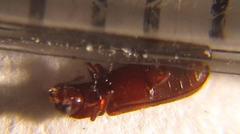 Lyctus