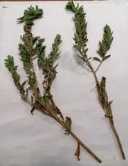 Oenothera stucchii