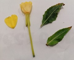 Oenothera stucchii