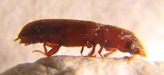 Lyctus