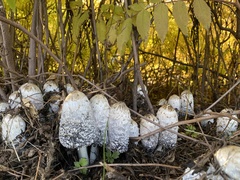 Coprinus comatus