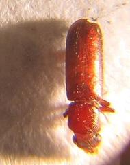 Lyctus