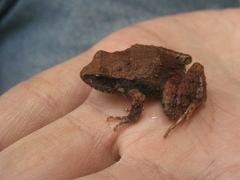 Craugastor mexicanus