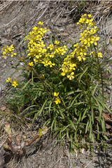 Erysimum rhaeticum