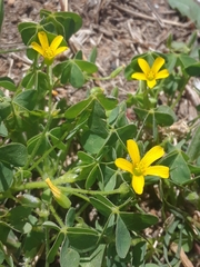 Oxalis corniculata