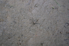Pardosa