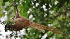 Colius striatus minor