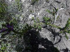 Muraltia satureioides