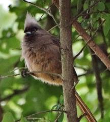 Colius striatus minor