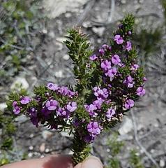 Muraltia satureioides