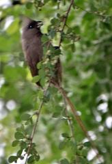 Colius striatus minor