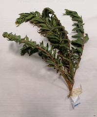 Oenothera stucchii