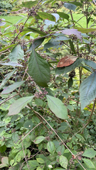 Callicarpa formosana