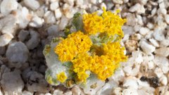 Eriophyllum pringlei
