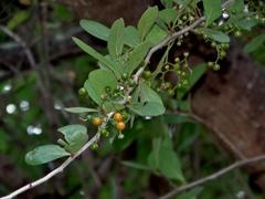 Ehretia rigida rigida