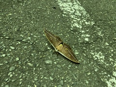 Antheraea yamamai yamamai