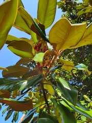 Magnolia grandiflora