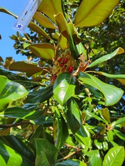 Magnolia grandiflora