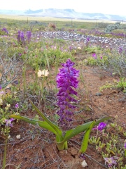 Lachenalia splendida