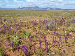 Lachenalia splendida