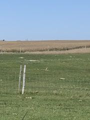 Urocitellus richardsonii