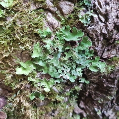 Ricasolia virens