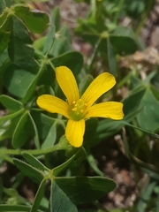 Oxalis corniculata
