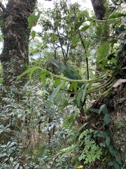 Dendrobium moniliforme