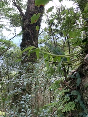 Dendrobium moniliforme