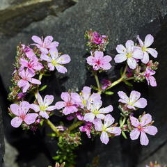 Frankenia repens