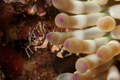 Periclimenes amethysteus