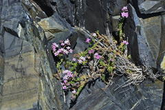 Frankenia repens