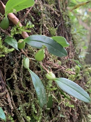 Bulbophyllum retusiusculum