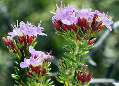 Frankenia repens