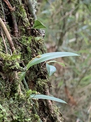 Bulbophyllum retusiusculum