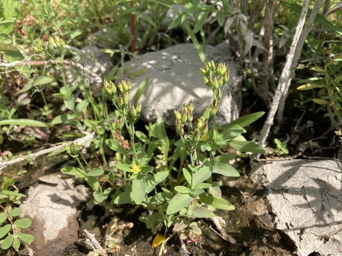 Hypericum majus iNat (1)