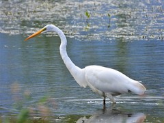 Ardea alba