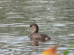 Podilymbus podiceps