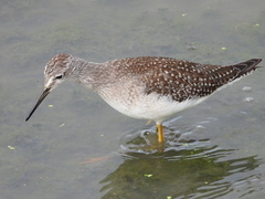 Tringa flavipes