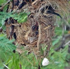 Chalcomitra senegalensis gutturalis