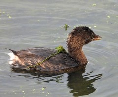 Podilymbus podiceps