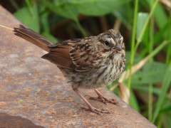 Melospiza melodia