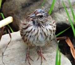 Melospiza melodia