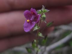 Diascia parviflora
