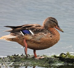 Anas platyrhynchos
