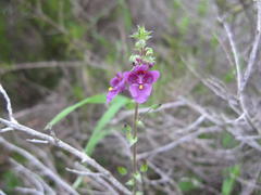 Diascia parviflora